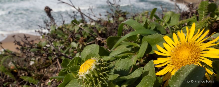 Pacifica State Beach