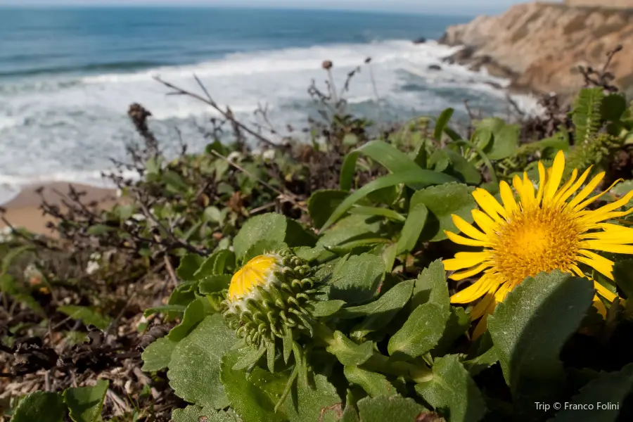 Pacifica State Beach