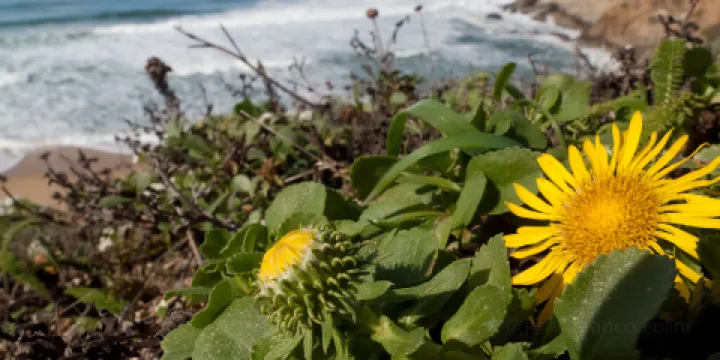 帕西菲卡州立海灘