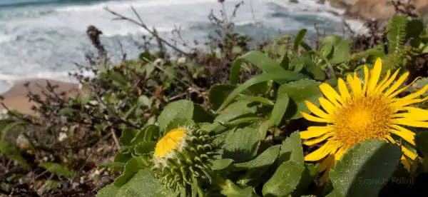 Pacifica
