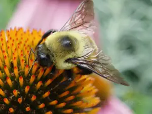 Cleveland Botanical Garden