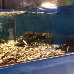 Emperor Penguin All Day Dining User Photo