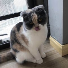 猫乎乎猫咖啡屋(中南城B座店) User Photo