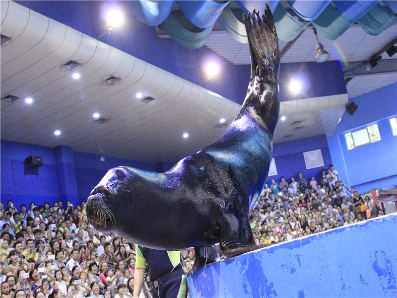 Dolphin And Sea Lion Performance | Nanjing Andover Under Water World
