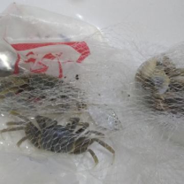 評論圖片 2