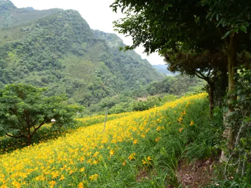 【台中好去處】6個台中小鎮推薦，盡看新社花海、媽祖廟、日治時代建築