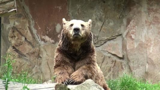 阿爾卑斯山動物園是一座很精美的園林結構的地方，動物園的動物種