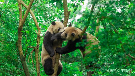 Half-Day Tour to Panda Base Economical and Hassle-Free