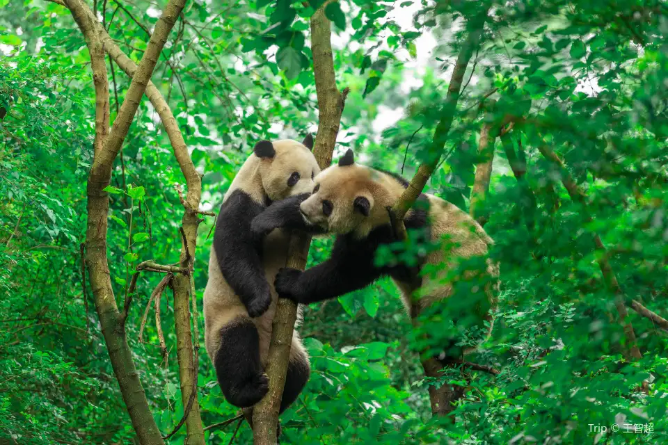 4_Chengdu Research Base of Giant Panda Breeding