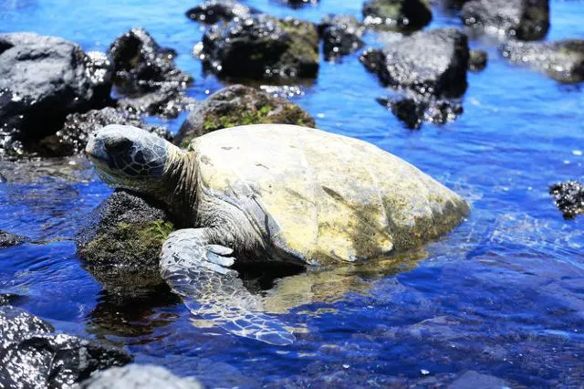 繽紛夏威夷 | 如何玩轉彩虹州,這幾種顏色告訴你!