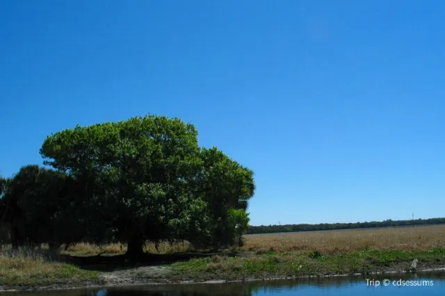 Nature Gem in Sarasota: Guide to Myakka River State Park
