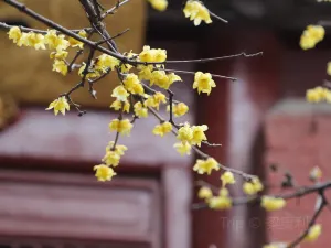White Horse Temple
