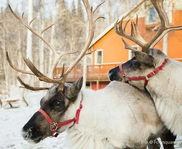 Northern light and Nature: Awesome Guide to Alaska