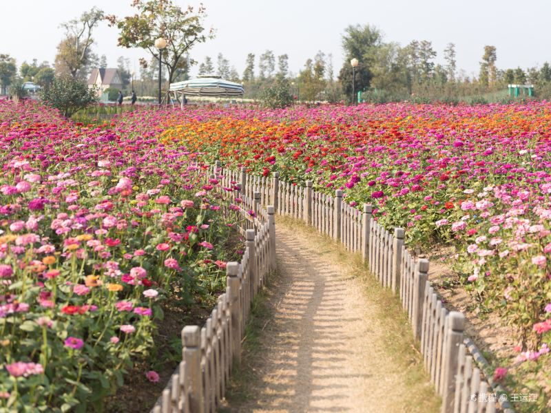 Dutch Flower Sea