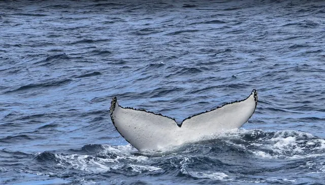 The Best Place to Watch Whales in Australia