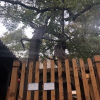評論圖片 7