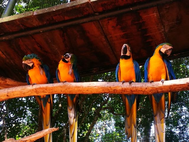 Birds Park