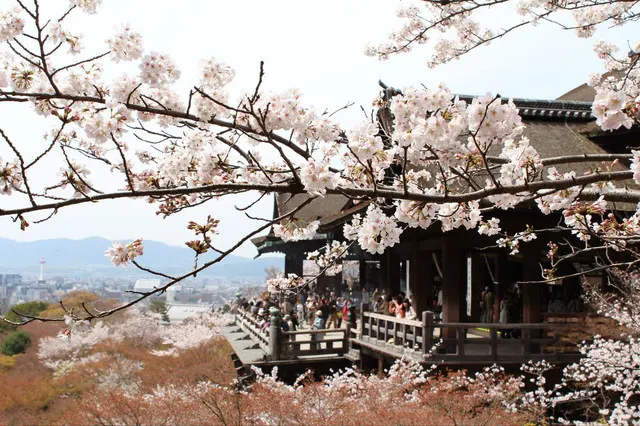 It is Time for Sakura Viewing Again in Kyoto. The Pink Sakura is More Matched with The Ancient Capital. 