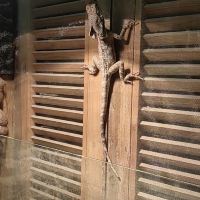 評論圖片 4