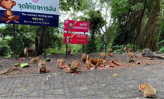 Monkey Hill