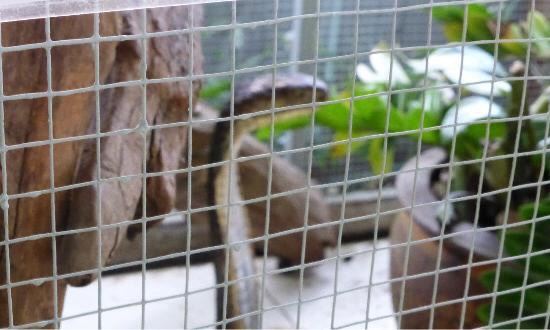 Phuket Cobra Show and Snake Farm