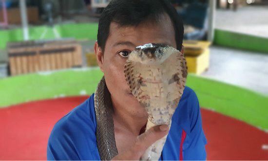 Phuket Cobra Show and Snake Farm
