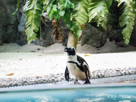 新加坡動物園