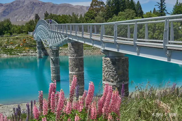Lupin Flower Viewing at Lake Tekapo