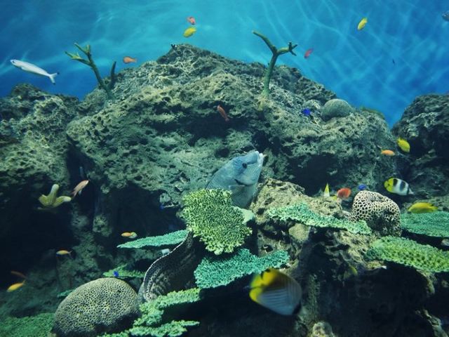 大洗水族館