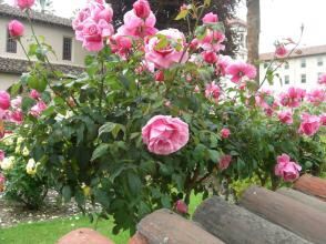 這個玫瑰園裡面也有很多的花卉植物，也是這個小城的一座小公園呢