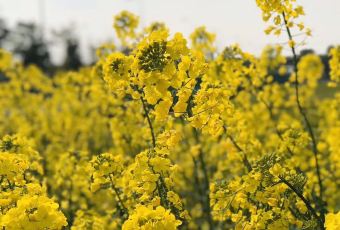 Paulaner Brauhaus Shenzhen-Shekou User Photo