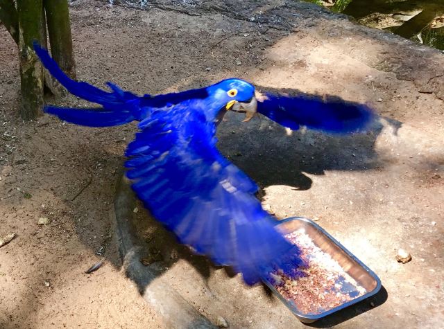 Birds Park