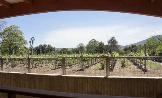 Loma Larga Vineyards & Winery