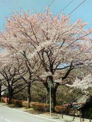 Sakuranoyama Park