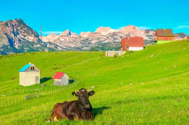 Zabljak