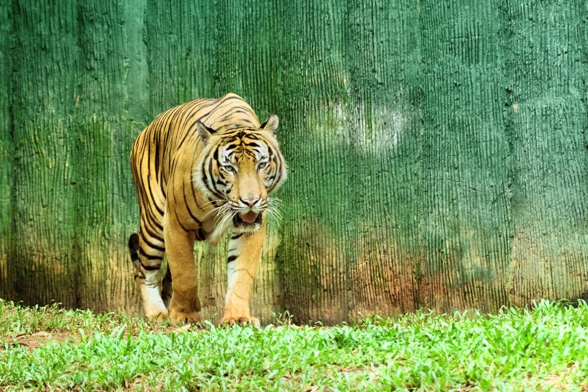 馬六甲景點, 馬六甲動物園