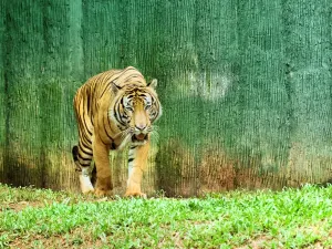zoo di Malaca