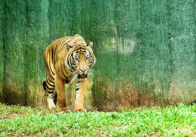 マラッカ動物園