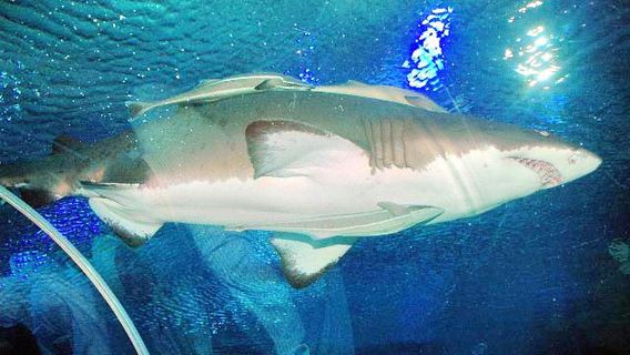 Dingle Oceanworld Aquarium