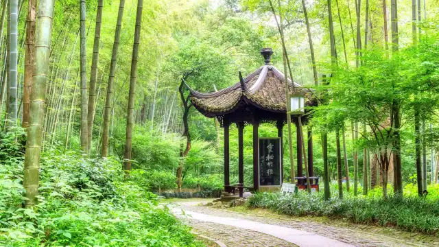 Bamboo-Lined Path at Yunqi