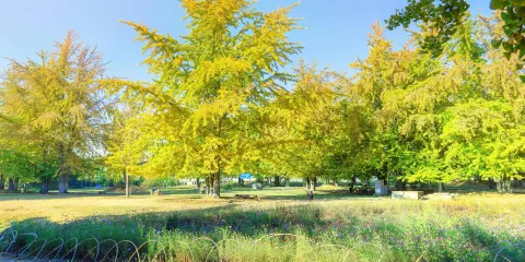 銀杏林