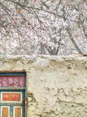 Datong Apricot Blossoms