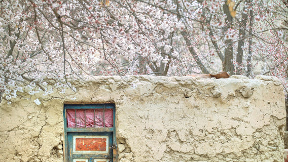 ดอกแอปริคอท