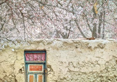 Datong Apricot Blossoms