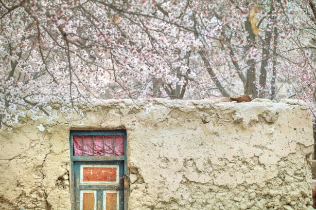 Datong Township Apricot Blossoms