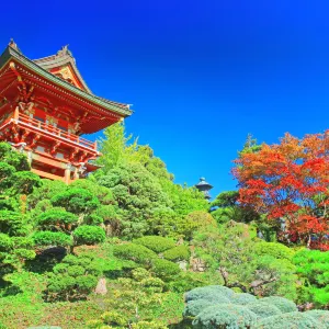 日本茶園