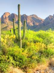 Sonoran Desert