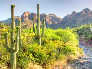 Sonoran Desert