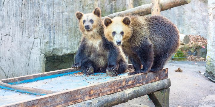 Showashinzan Bear Ranch