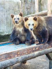 Showa Shinzan Bear Ranch